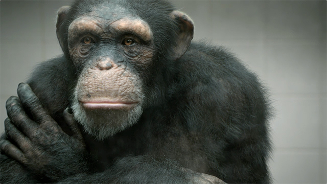 PETA "98% HUMAN"<br /><br />
TVC :30 PETA "98% HUMAN"<br /><br />
TVC :30