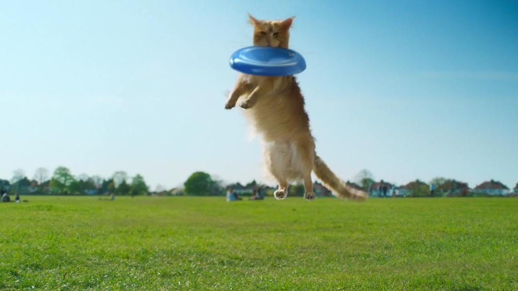 O2 "BE MORE DOG"<br />
TVC :60 O2 "BE MORE DOG"<br />
TVC :60
