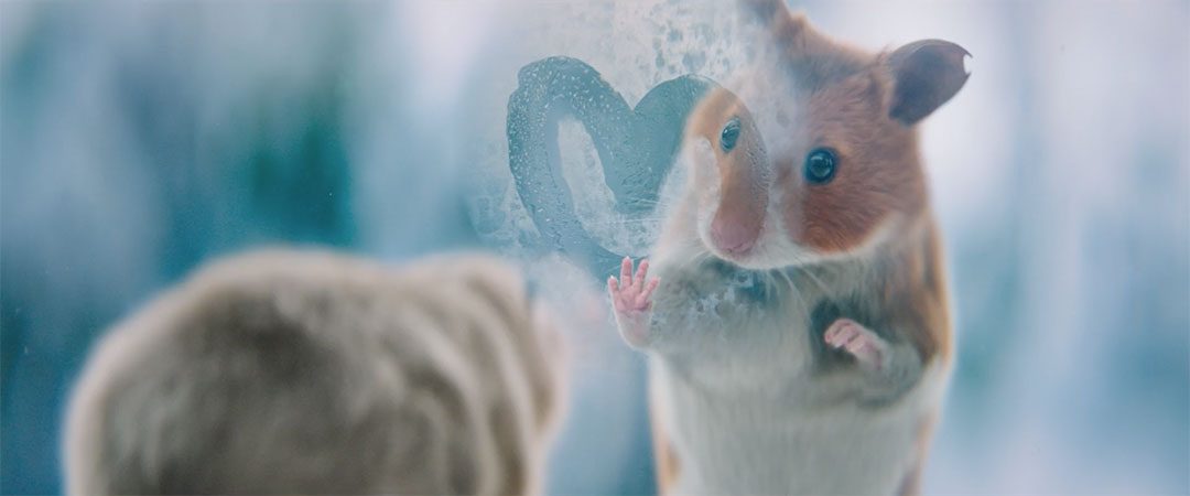 Albert Heijn A Hamster Love Story Jelle de Jonge Ambassadors | STASH MAGAZINE