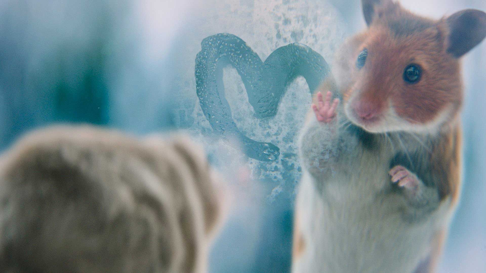 Overwegen strand Meetbaar Albert Heijn "A Hamster Love Story" by Jelle de Jonge and Ambassadors -  Motion design - STASH : Motion design – STASH