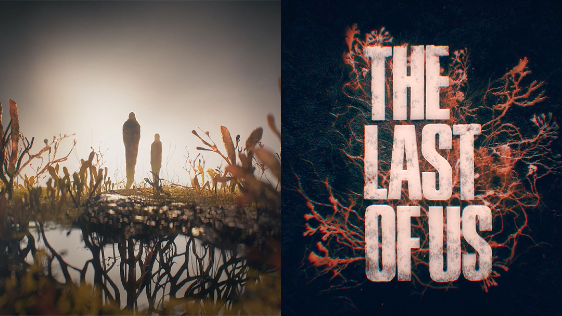 The Last of Us HBO Wallpaper