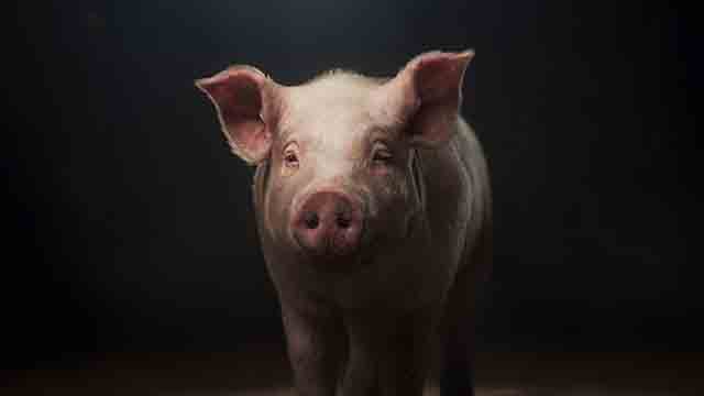 WORLD ANIMAL PROTECTION 