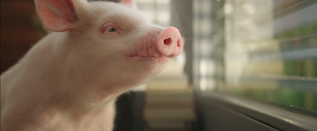 PETA Best Friend TV commercial Mackevision | STASH MAGAZINE