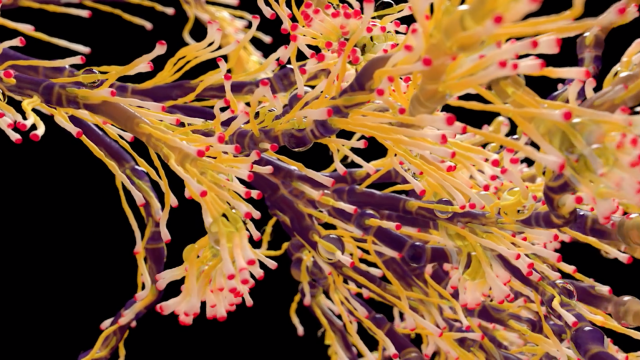 Coral as a Metaphor for Creativity: NODE 2019 Opening Titles by MISTER