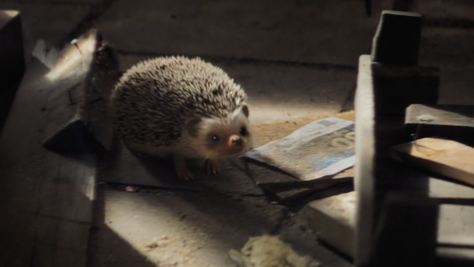 Staatsloterij New Years Lottery: Freddie the Hedgehog | STASH MAGAZINE