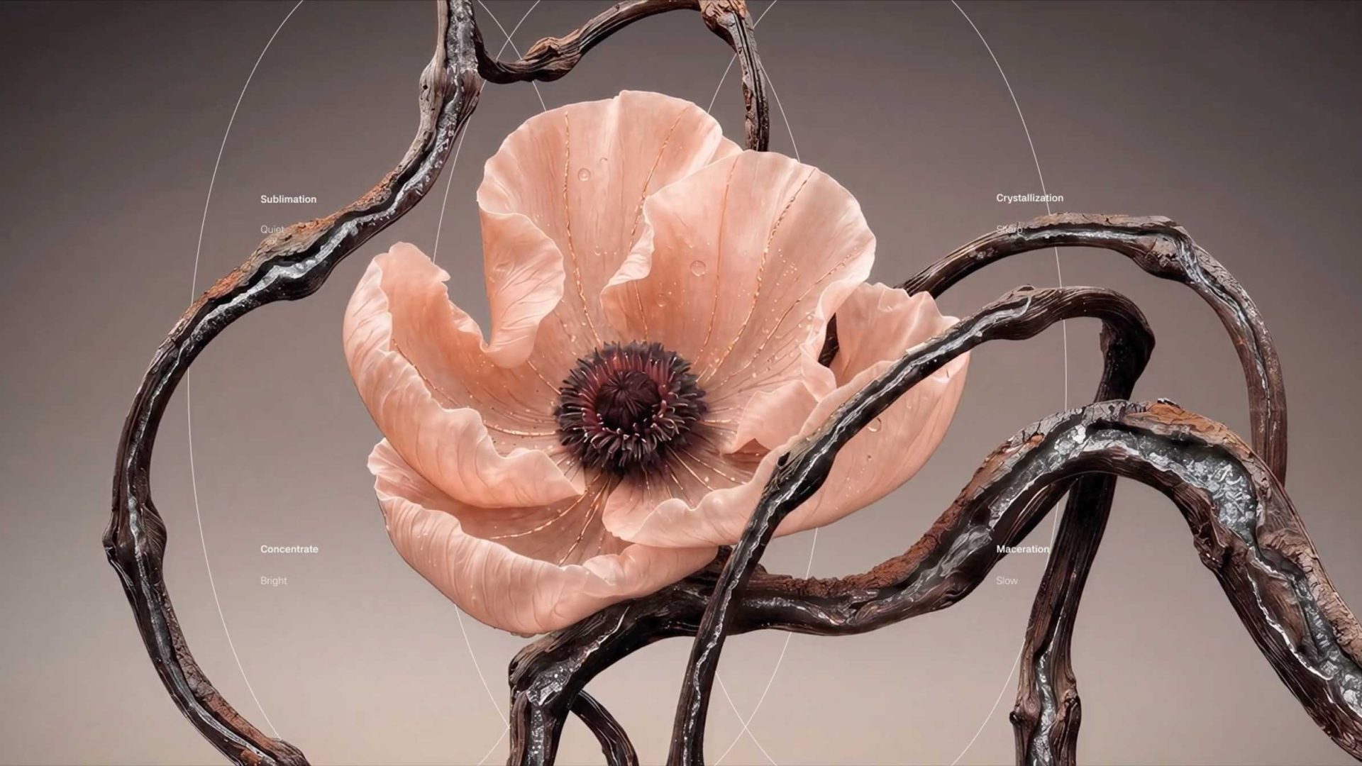 A pale pink Aether Scent poppy framed by twisted branches, overlaid with botanical resonance diagrams and labels for Sublimation, Crystallization, Concentrate, and Maceration. Frame from Stash Magazine article.