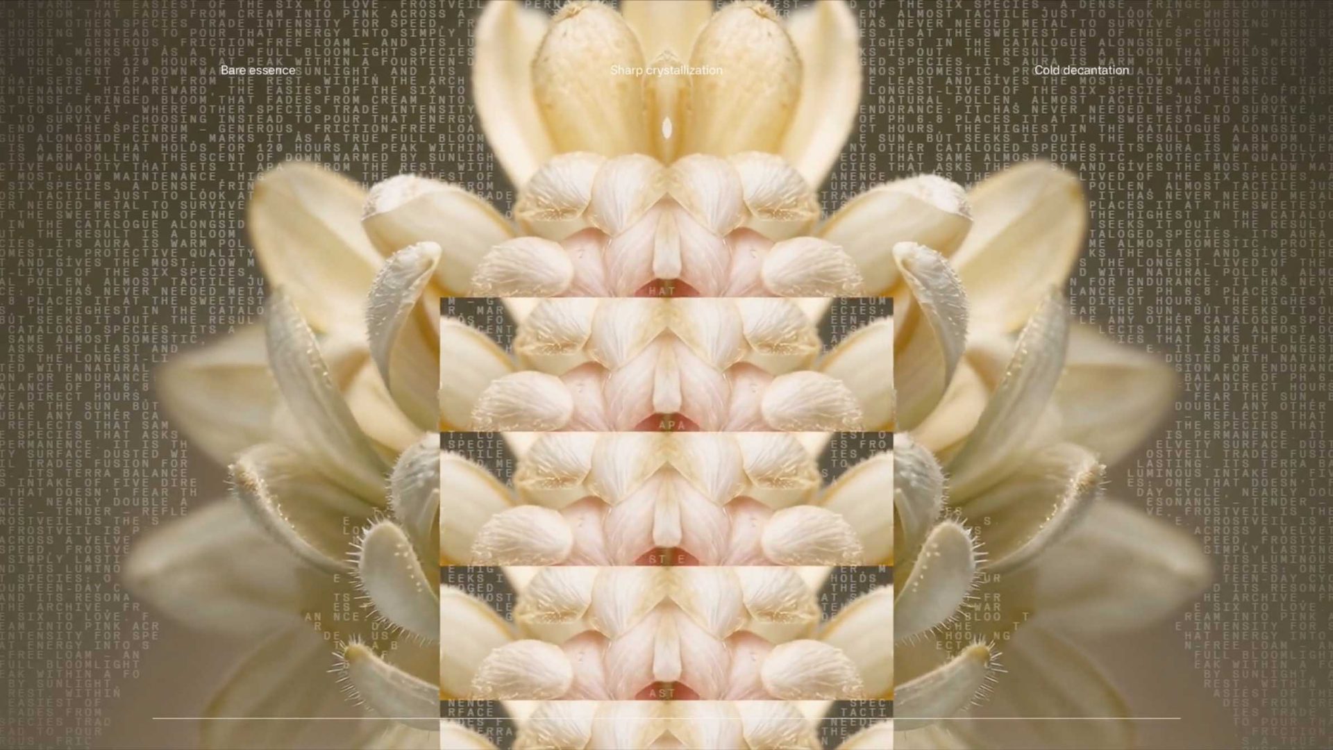 A symmetrical, stacked collage of a pale flower overlaid with repeated, semi-transparent blocks of Aether Scent text. Frame from Stash Magazine article.