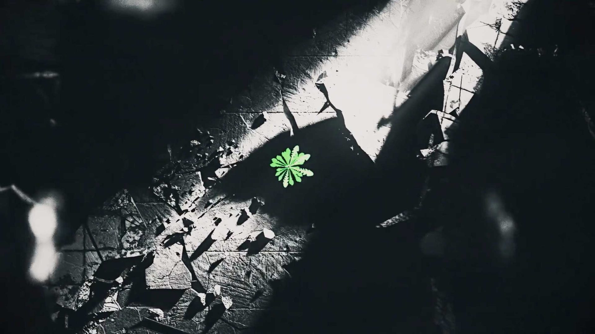 A single small green plant grows through cracked, broken concrete, illuminated by a beam of light in an otherwise dark, monochromatic setting—capturing the spirit of resilience seen at Atlas Festival. Frame from Stash Magazine article.