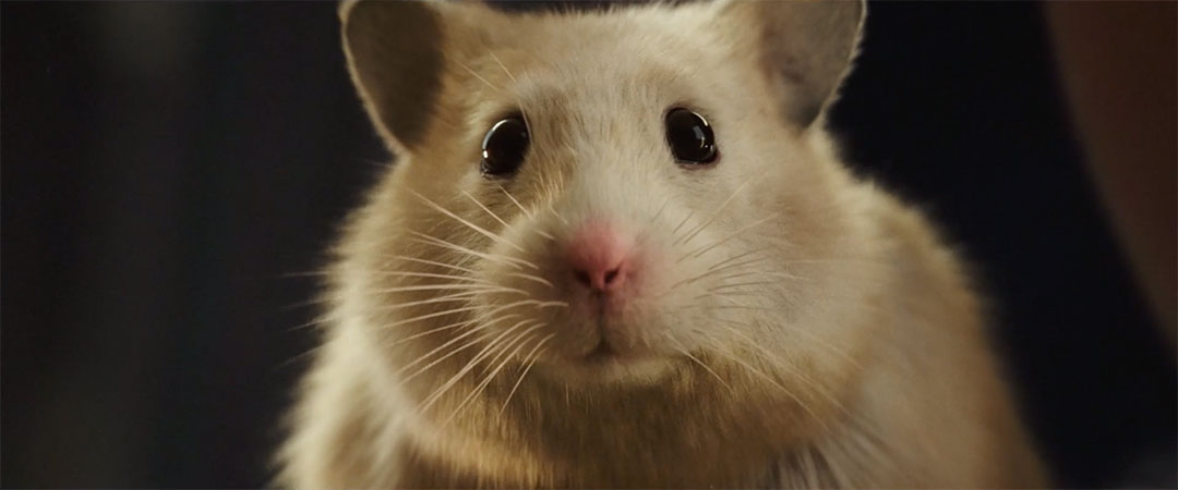 Albert Heijn A Hamster Love Story Jelle de Jonge Ambassadors | STASH MAGAZINE