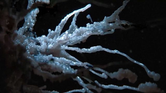 Gestation of Horror: Tendril and FX Launch 