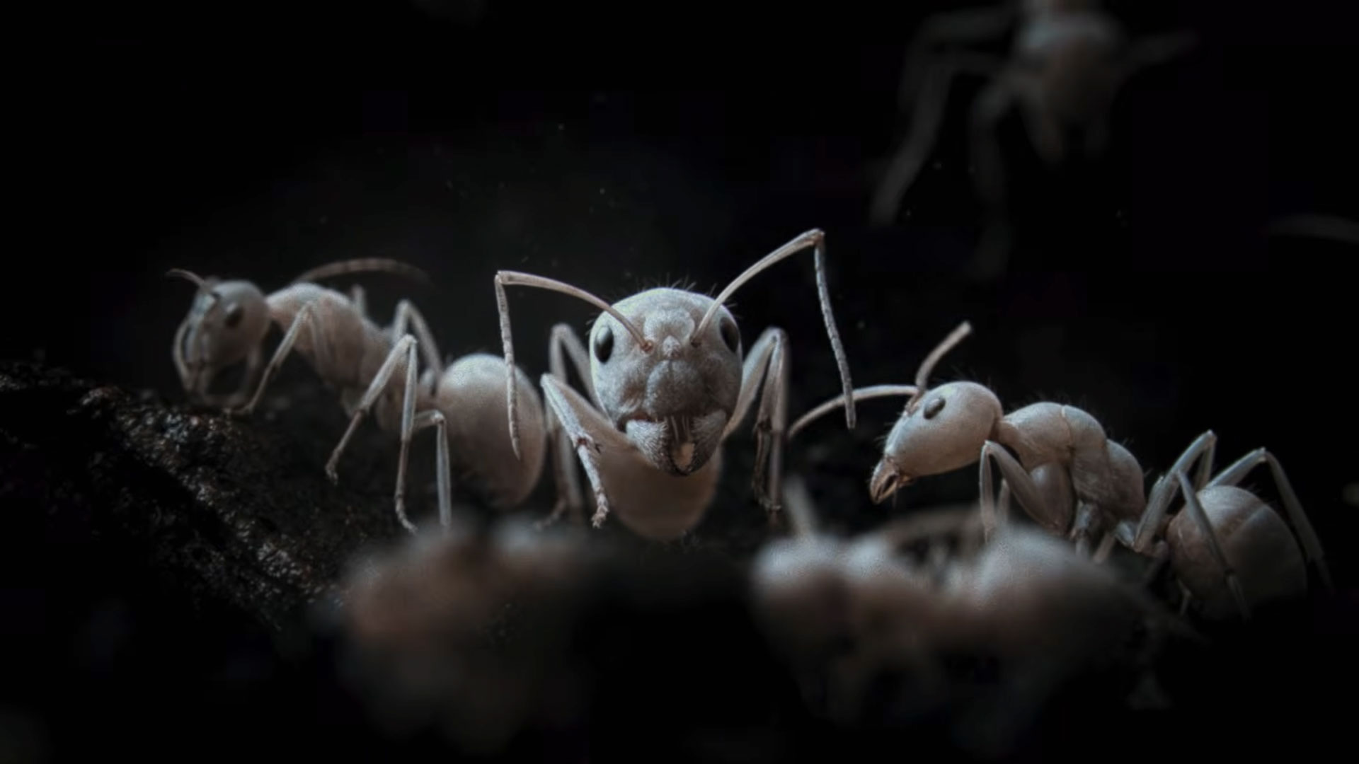 Close-up view of several ants on a dark surface, reminiscent of the detailed shots in the Ici (Remix) music video by Sijin Liu and Bai Yun. One ant faces forward in sharp focus, while others fade into the dimly lit background. Frame from Stash Magazine article.