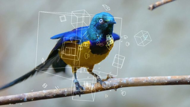 The Delightful Motion/Sound Connection in Bird Songs and Trees
