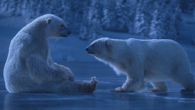 ITV Polar Bears dancing on ice | STASH MAGAZINE