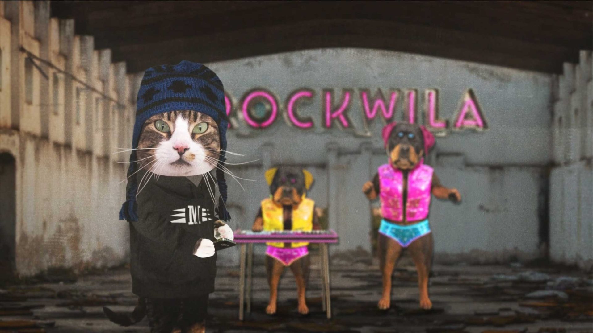 A cat wearing a blue beanie and black shirt plays a keyboard while two dogs in colorful vests stand behind it, with ROCKWILA graffiti on a wall in a rundown building—an image sure to go viral on social media. Frame from Stash Magazine article.