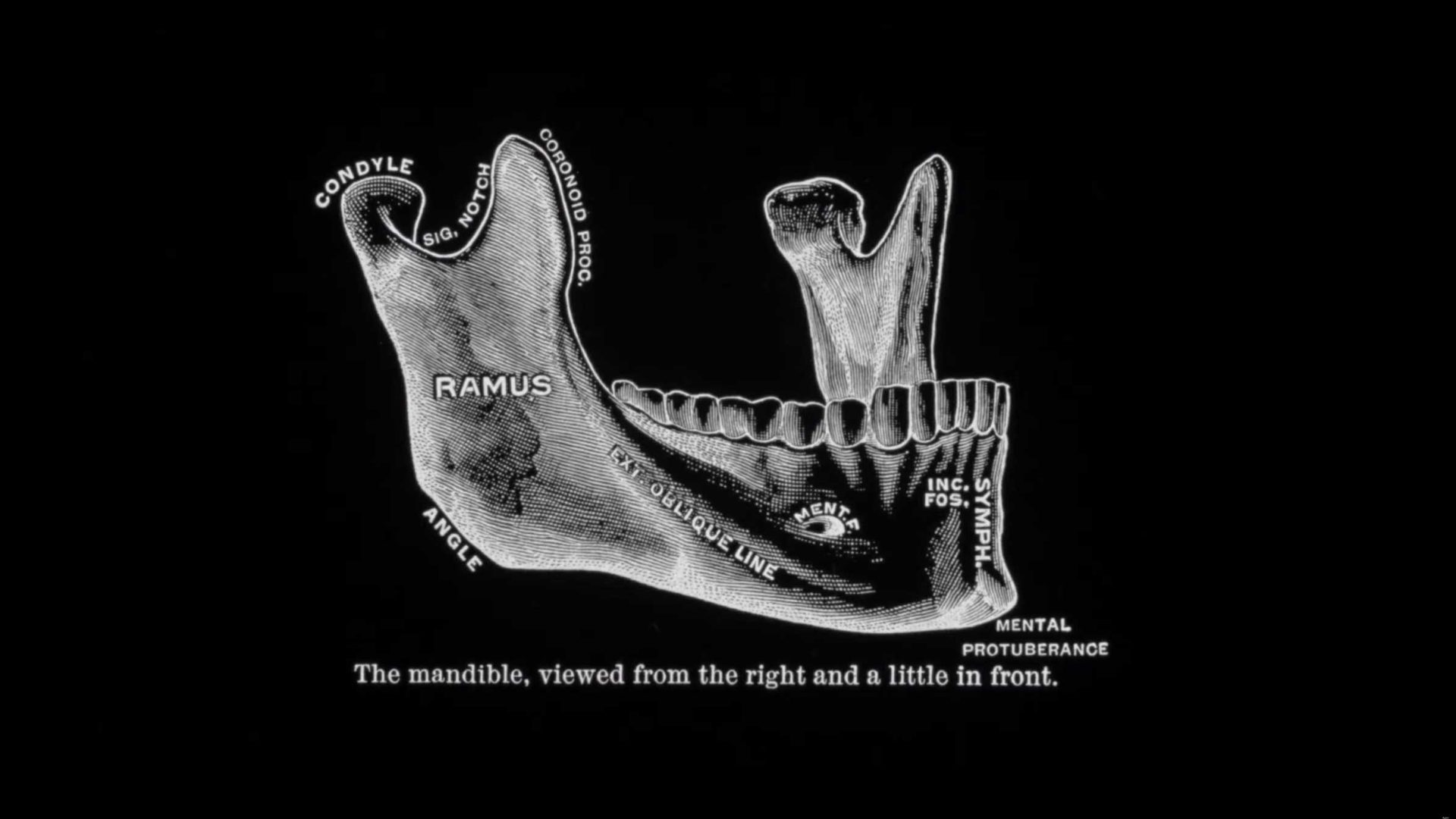 Black and white anatomical illustration of a human mandible labeled with parts like condyle, ramus, angle, and mental protuberance. Captured in stunning detail reminiscent of a Dyson CameraJet image, the caption reads: The mandible, viewed from the right and a little in front. Frame from Stash Magazine article.