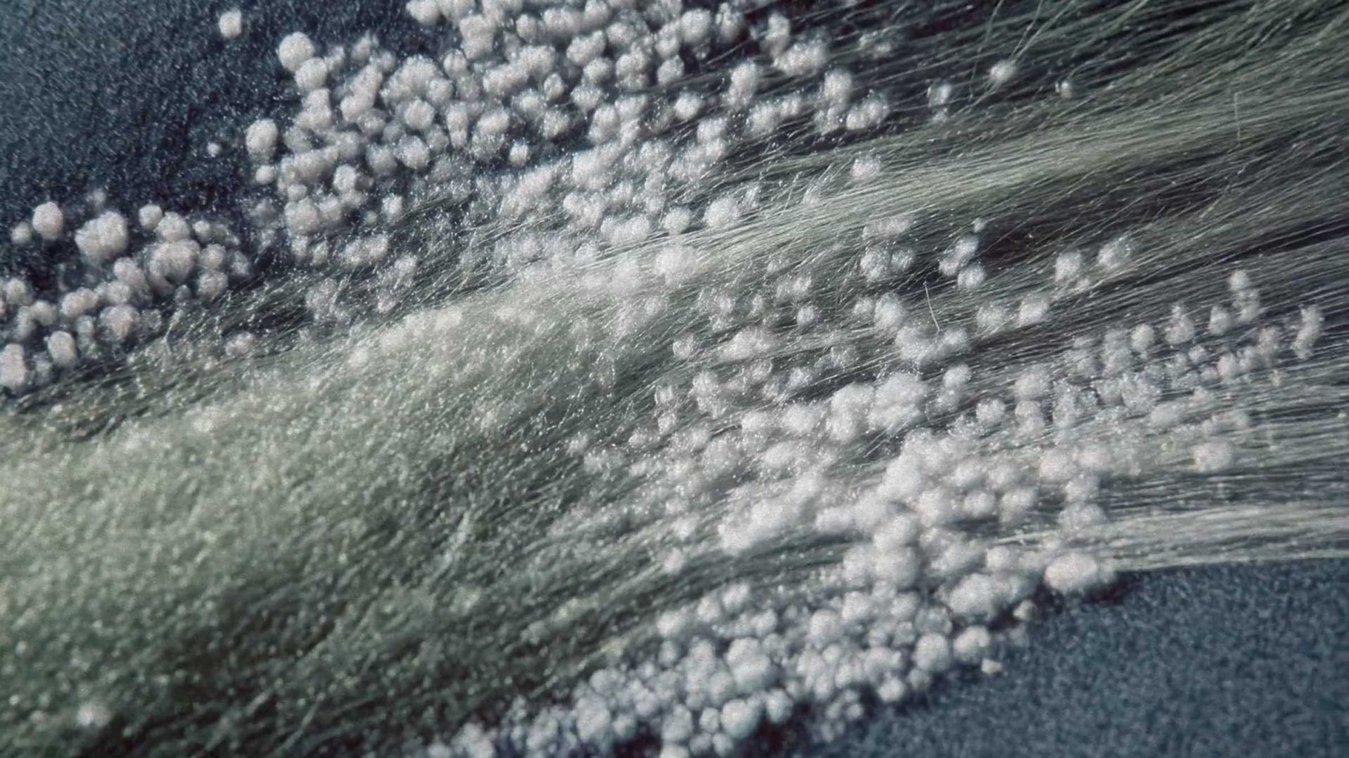 Clusters of white, powdery grains scattered across a clump of thin, translucent fibers, captured in the Gensler x Ege Carpets brand film by Frame. Frame from Stash Magazine article.