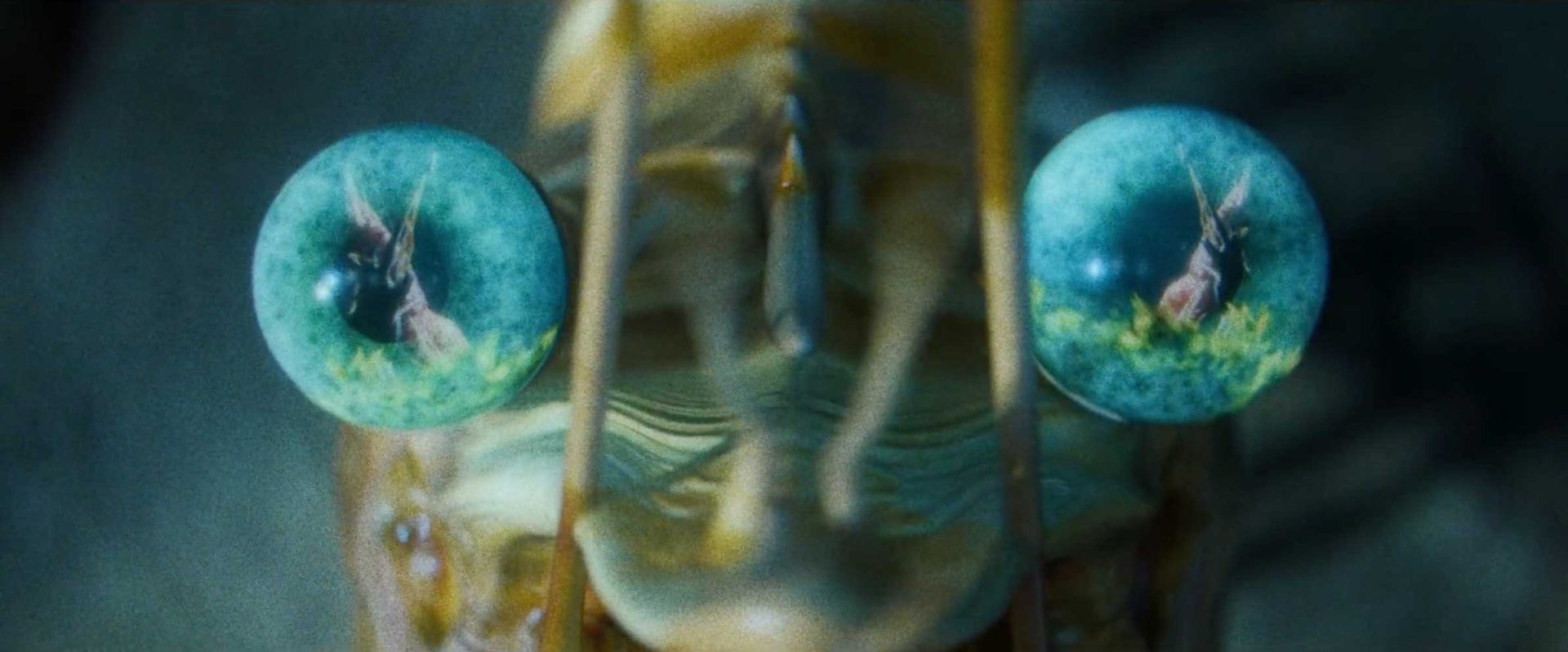 Close-up of a mantis’s face showing two large green eyes, each reflecting the image of a deer standing in a grassy area. The mantis’s antennae are visible between the eyes, creating an intriguing “Eat the Wild” moment reminiscent of nature’s mysteries on Skull Island. Frame from Stash Magazine article.