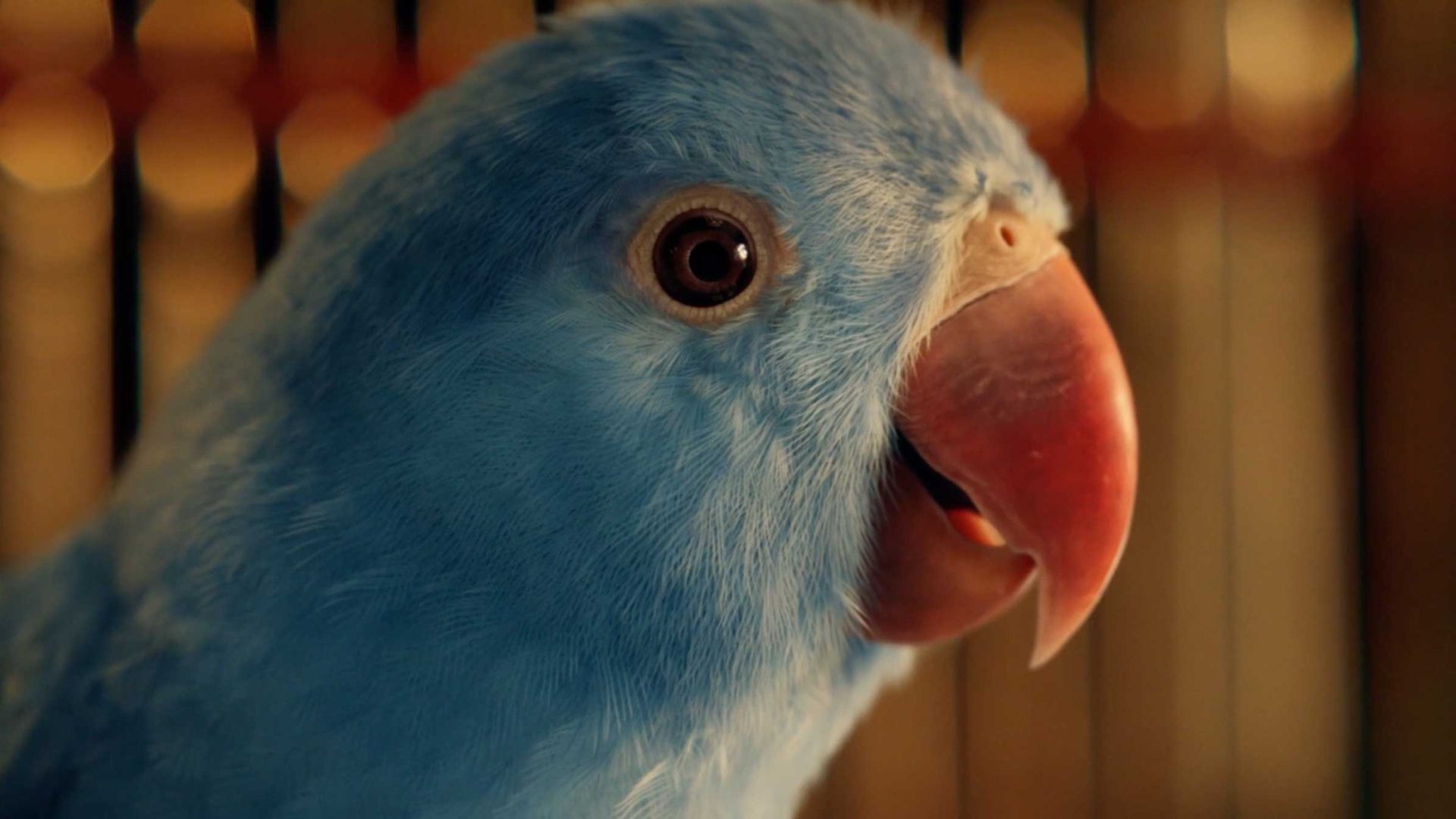 Close-up of The Bird, a blue parrot with a curved reddish beak, facing right. The softly blurred background features vertical lines and warm tones reminiscent of Perlin patterns. Frame from Stash Magazine article.