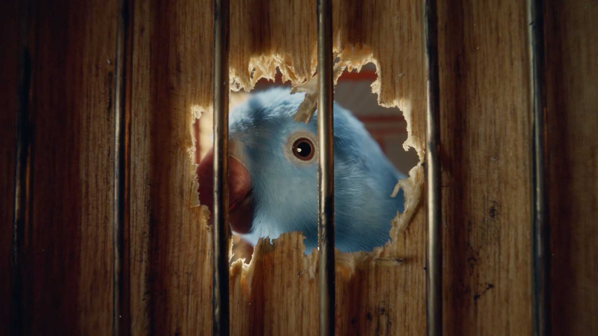 A blue parrot peers through a hole it has chewed in a wooden door, with its beak and eye visible through the jagged opening and the door’s vertical slats, as if starring in a quirky DOM&NIC music video. Frame from Stash Magazine article.