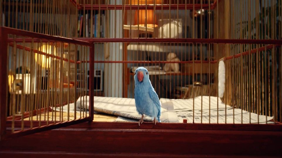 A blue parakeet stands on the edge of an open birdcage lined with newspapers. In the cozy, warmly lit room, a bed, bookshelves, and a lamp set the scene—just like in Perlin & DOM&NIC’s "The Bird. Frame from Stash Magazine article.