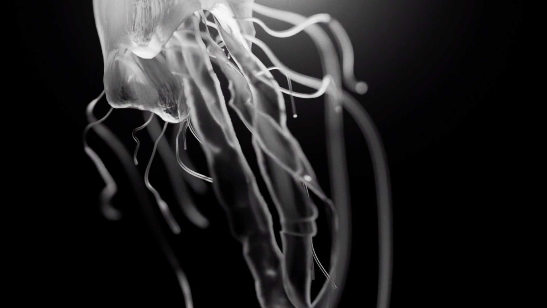 A black and white close-up of a jellyfish with long, trailing tentacles resembling the fluid motion of a CG watch against a dark background. Frame from Stash Magazine article.
