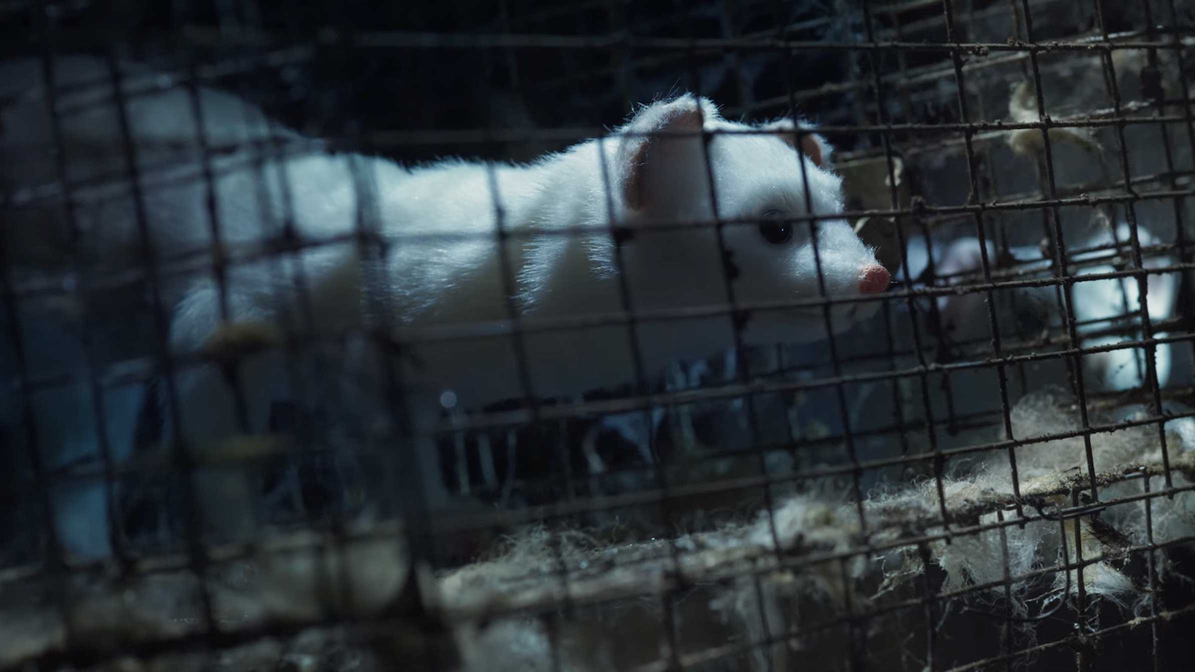 Humane World for Animals Rebrand film by Nexus and Johnny Kelly | STASH MAGAZINE