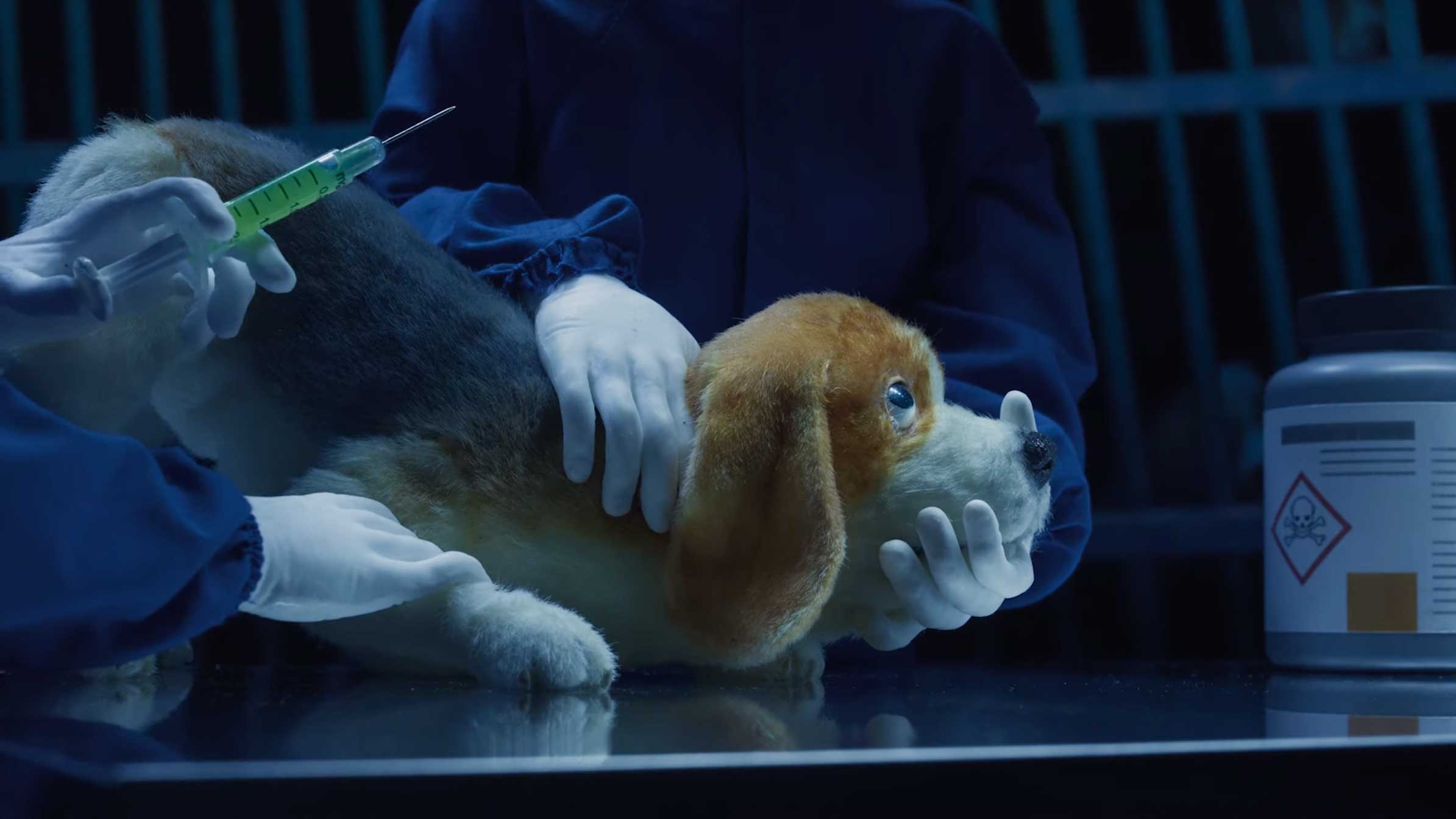 Humane World for Animals Rebrand film by Nexus and Johnny Kelly | STASH MAGAZINE
