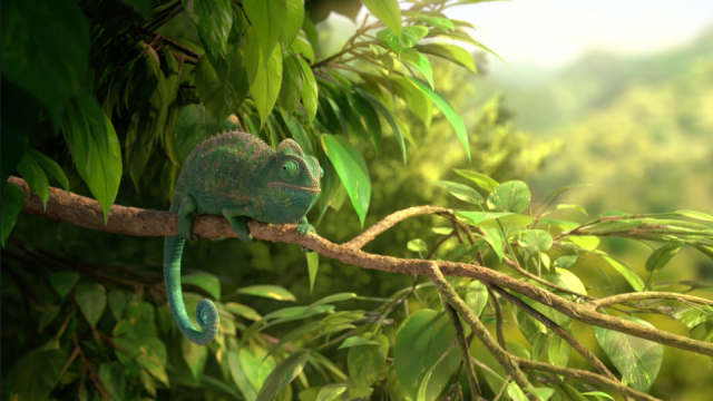 Wonderful Nature Chameleon| STASH MAGAZINE