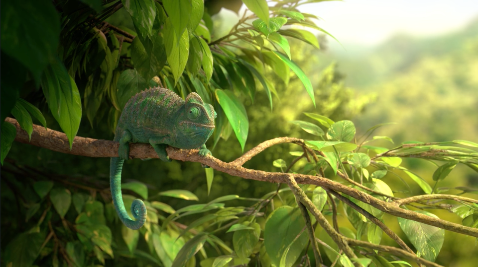 Wonderful Nature Chameleon| STASH MAGAZINE