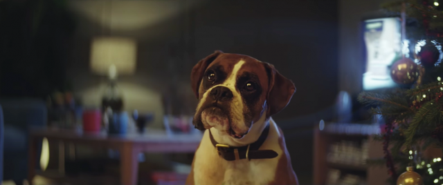 john-lewis Buster the boxer | STASH MAGAZINE