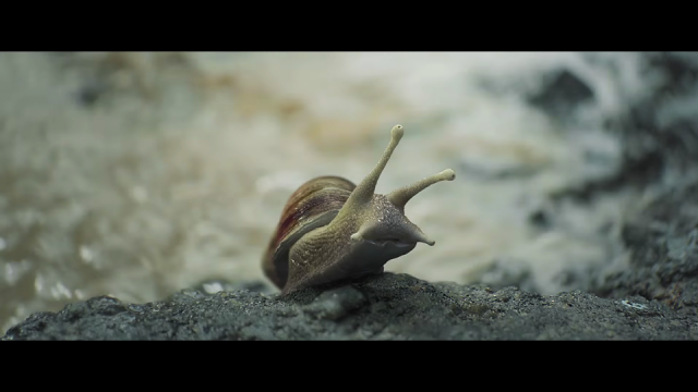 AG Rojas and MPC: Samsung “Surf – The Snail”