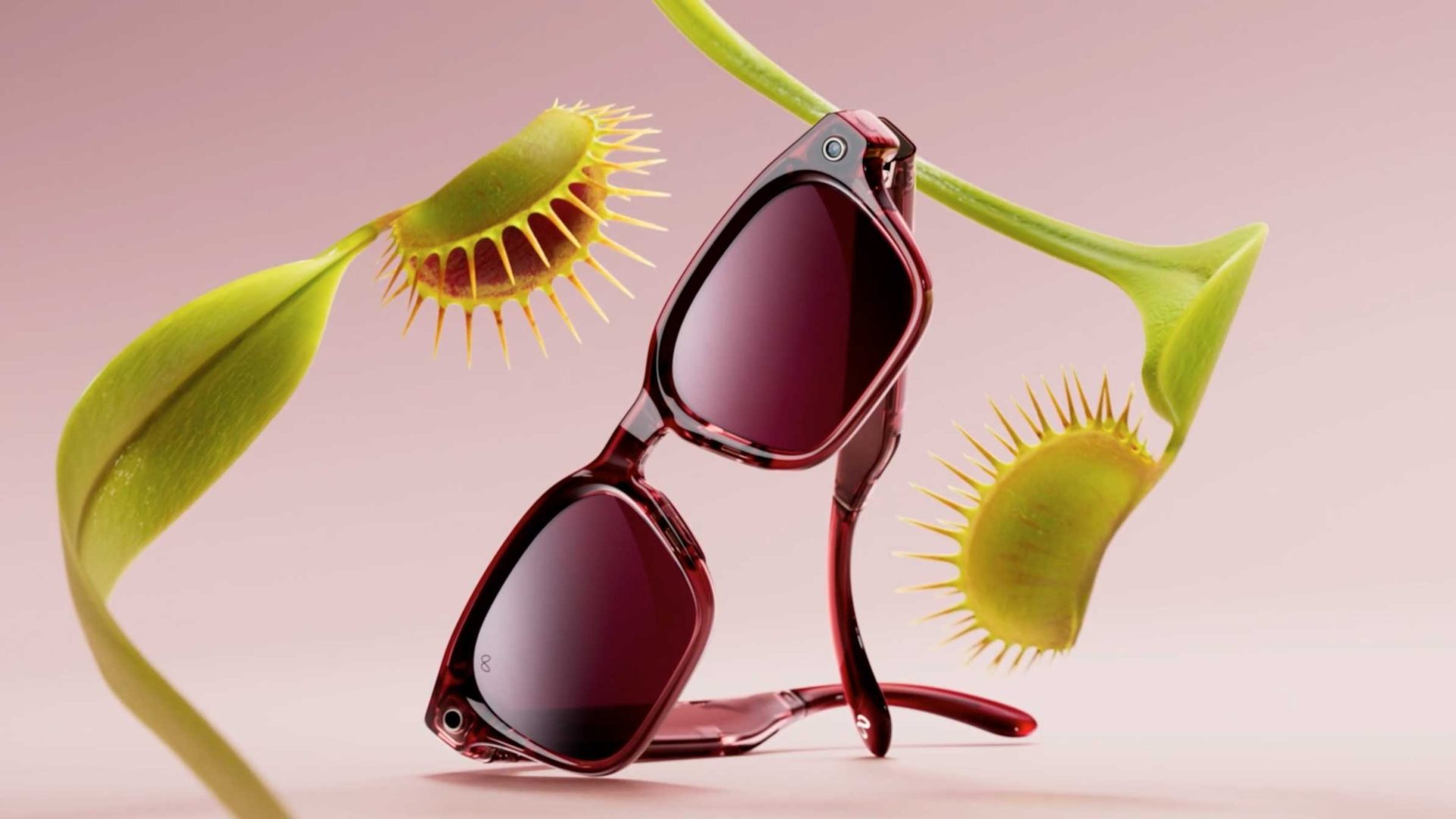 Burgundy sunglasses with dark lenses, resembling stylish AI Glasses, sit balanced between two green Venus flytrap plants against a pink background. Frame from Stash Magazine article.