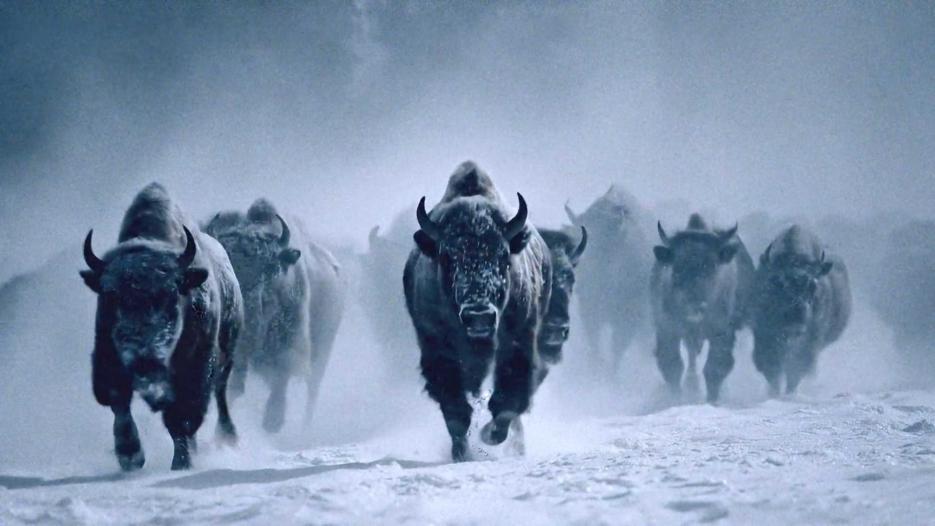 A herd of bison charges through a snowy, foggy landscape like NFL players in Rivalries Uniforms, their strong, dark bodies surging forward with Nike-like power against the pale, wintry surroundings. Frame from Stash Magazine article.