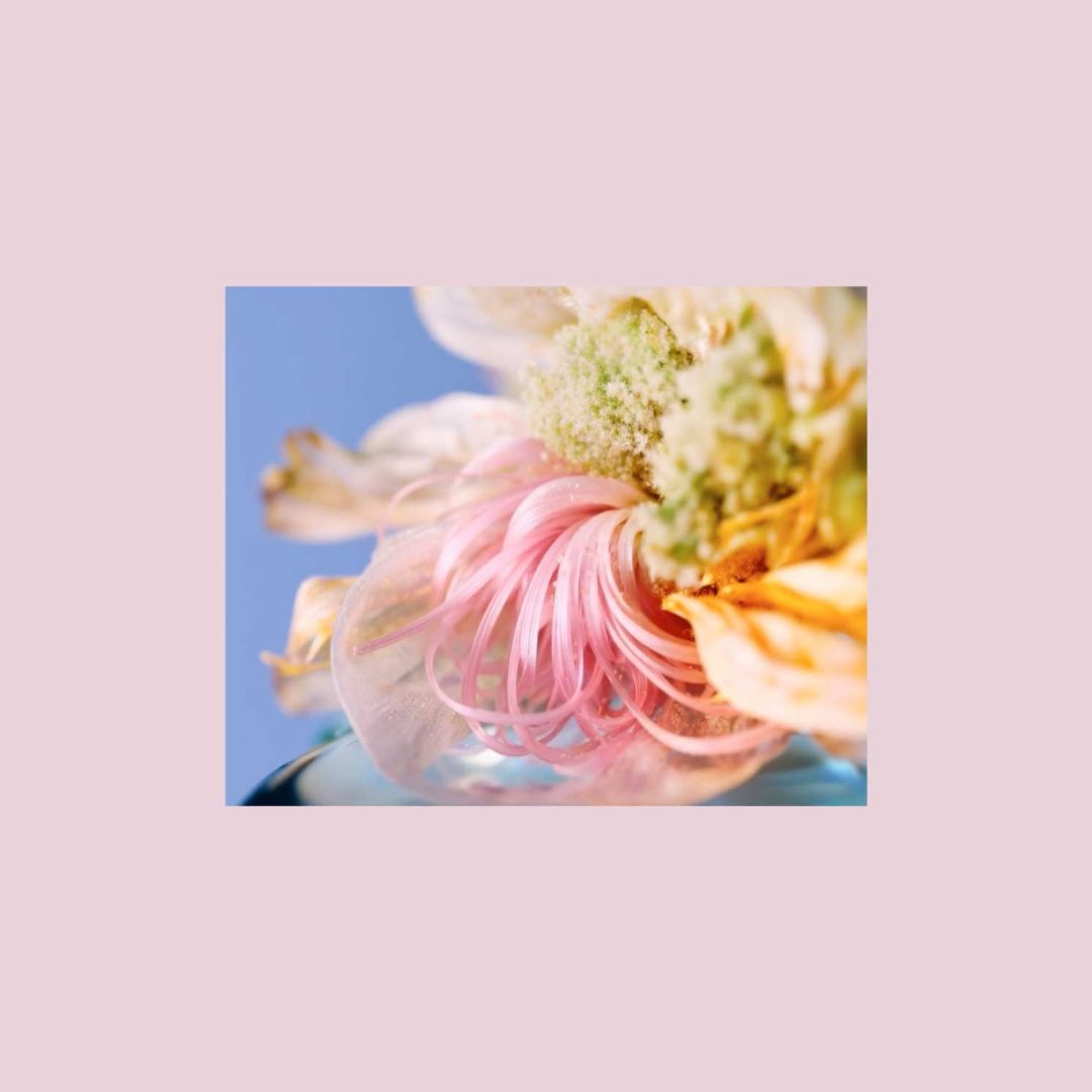 Close-up of a delicate flower with pale pink and yellow petals, a curly pink center, and soft green details—an image inspired by Vitor Teixeira’s short film "Unfurl," set against a light blue background and framed by a light pink border. Frame from Stash Magazine article.