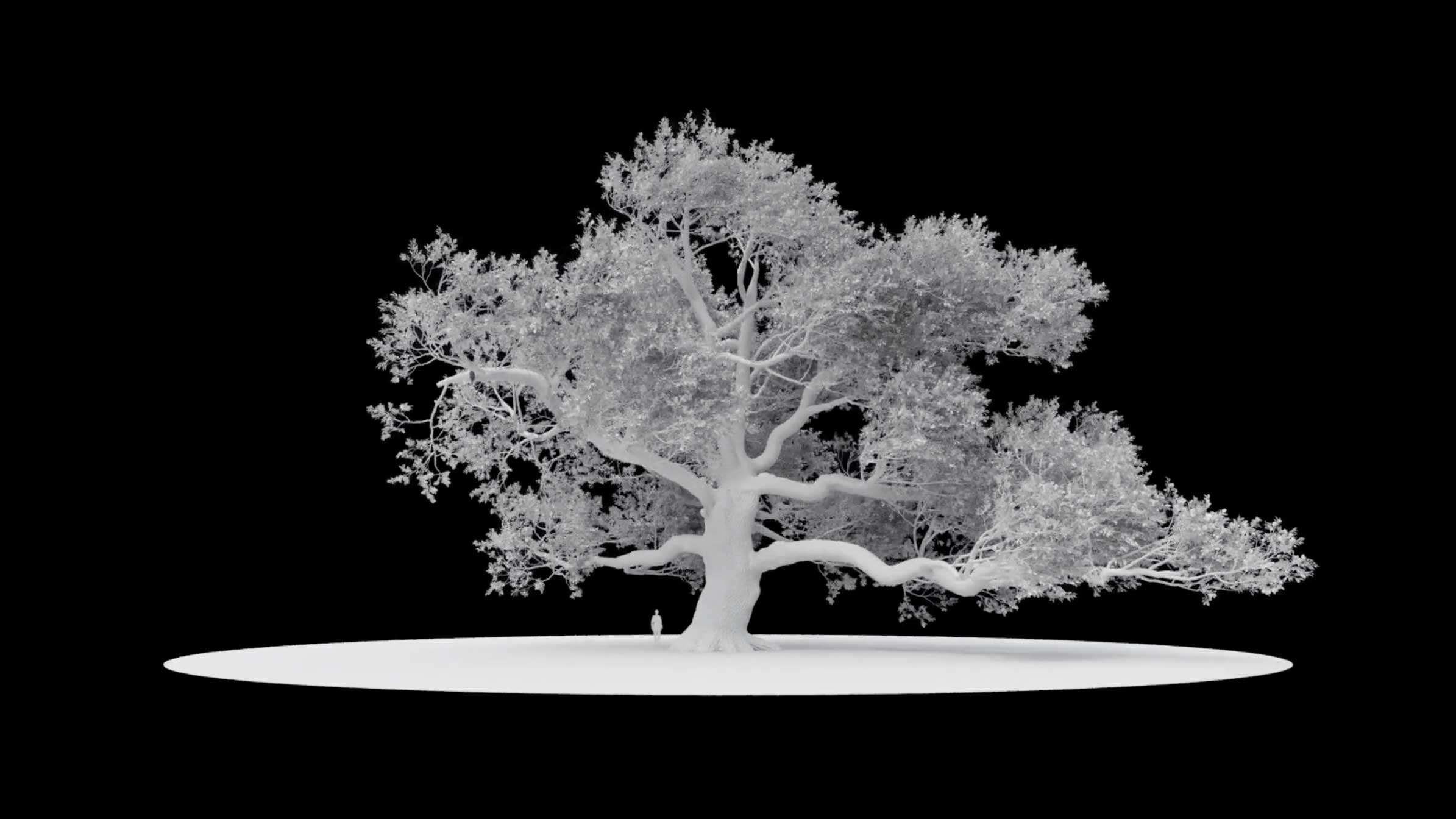 New York City Ballet Midsummer Night's Dream Trailer | STASH MAGAZINE