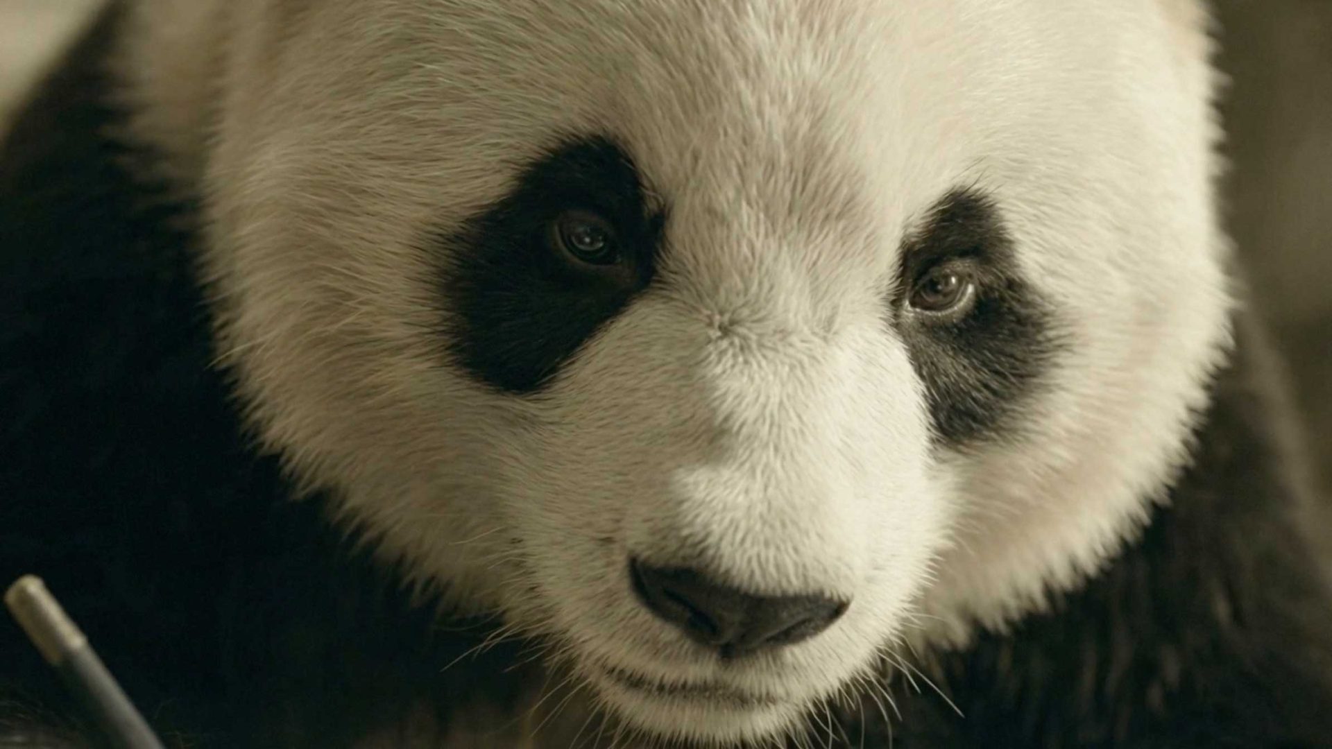 Panda Ponders AI Production Pipeline by Brent Bonacorso | STASH MAGAZINE