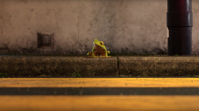 McDonalds Frog | STASH MAGAZINE