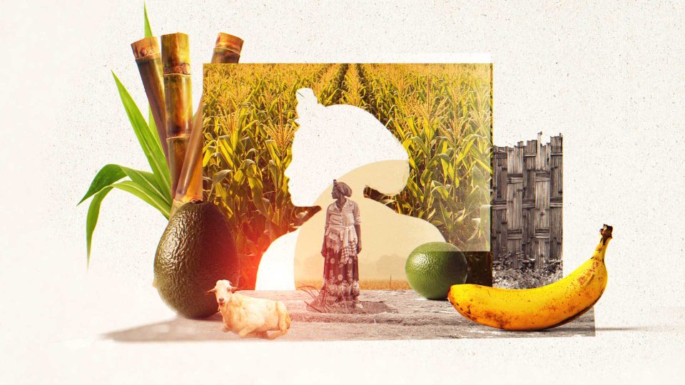 Project Dandelion India Ethiopia films by Ariel Costa & NOMINT | STASH MAGAZINE