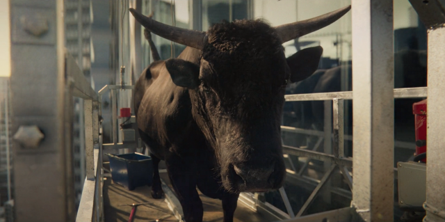 Money Supermarket Money Calm Bull commercial | STASH MAGAZINE