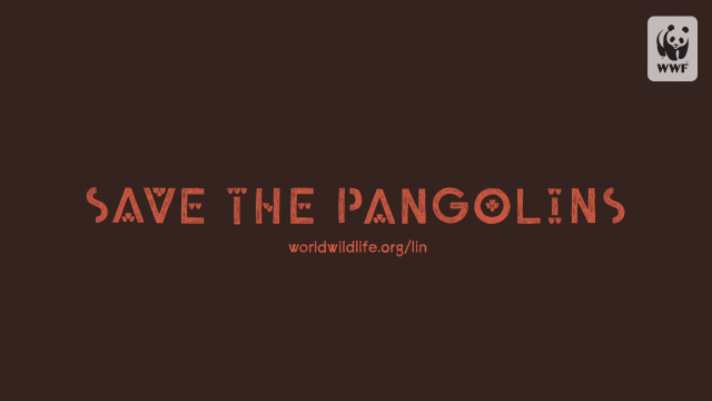 WWF Save the Pangolins commercial by Zombie Studio | STASH MAGAZINE