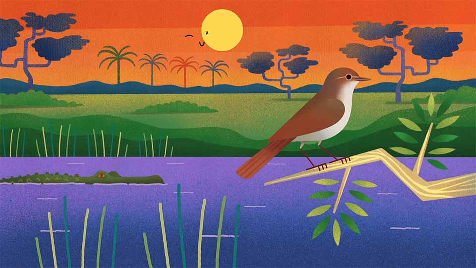 "A Short History of the Nightingale" Documentary Segment by Will Rose | STASH MAGAZINE