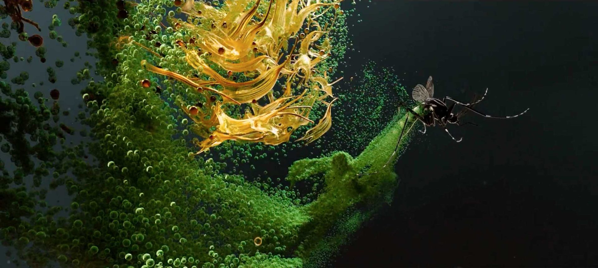 A close-up of a black insect flying near vibrant swirling masses of yellow and green liquid, set against a dark background, captures the invisible beauty of viruses with bubbles and strands creating an abstract, dynamic scene. Frame from Stash Magazine article.