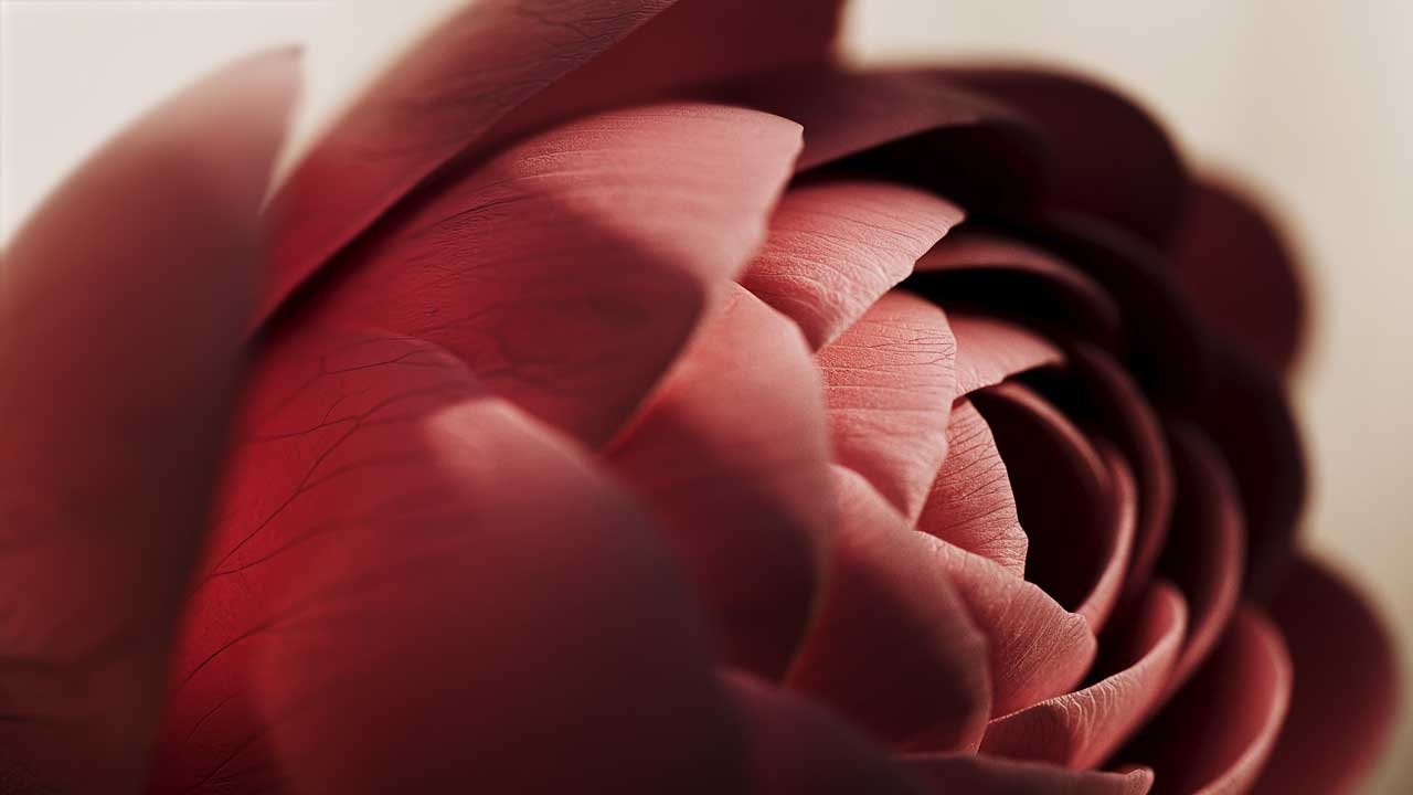 Close-up of a pink rose in soft light, showing delicate, layered petals with visible veins and smooth texture—resembling the whimsical beauty of a Bubblegum Plant as captured in a short film by Sebastian Marek. Frame from Stash Magazine article.