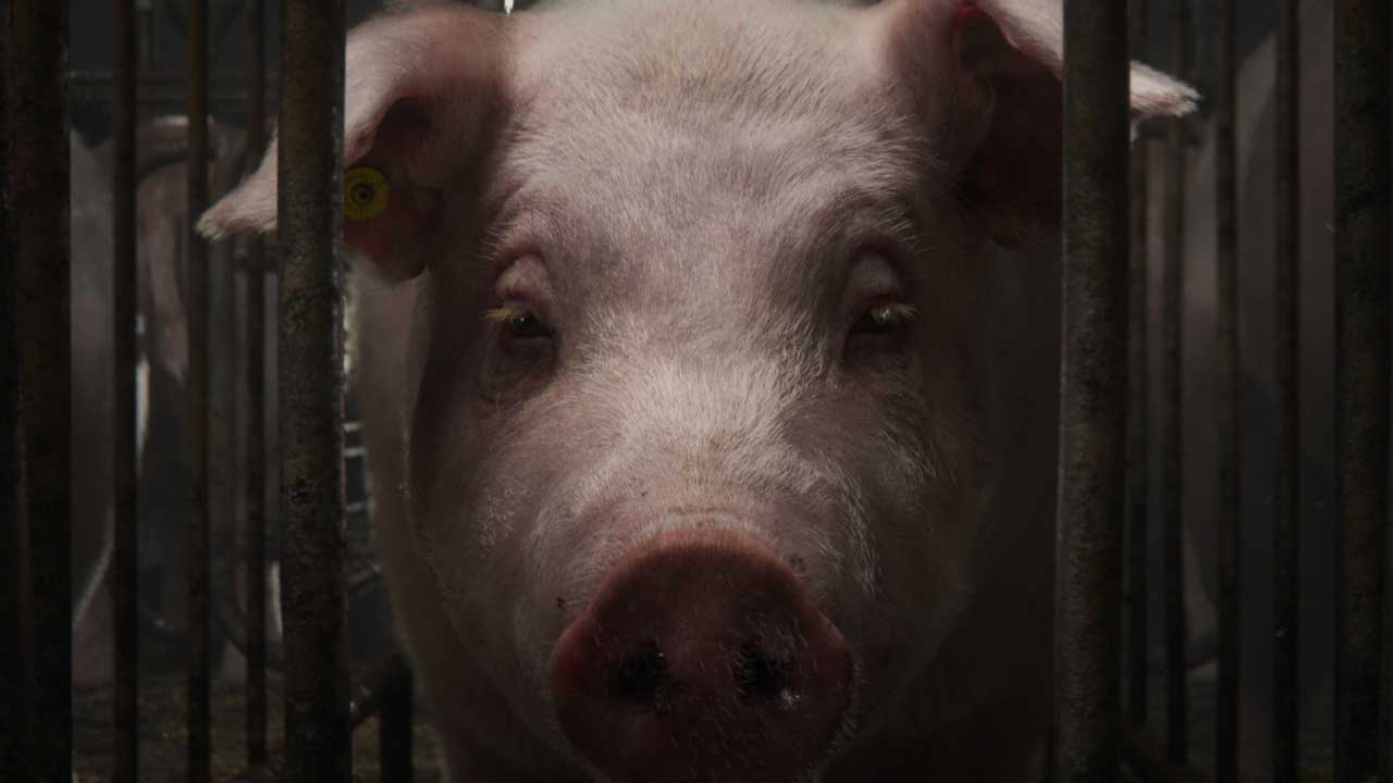 The Thoughtful Pig World Animal Protection | STASH MAGAZINE