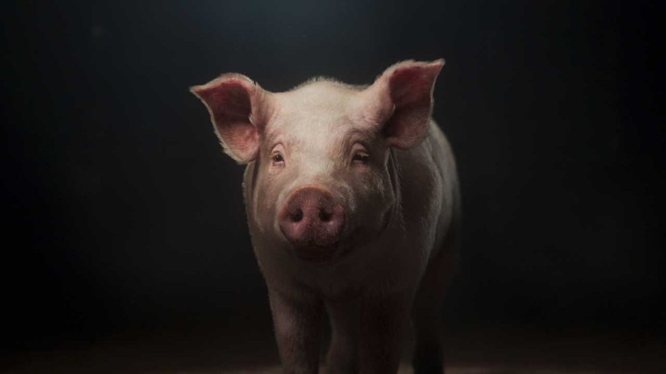 What Do You Think This Pig Thinks About Factory Farming? - Motion ...