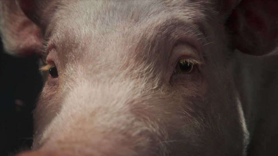 What Do You Think This Pig Thinks About Factory Farming? - Motion
