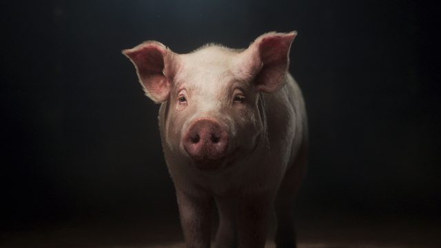 The Thoughtful Pig World Animal Protection | STASH MAGAZINE