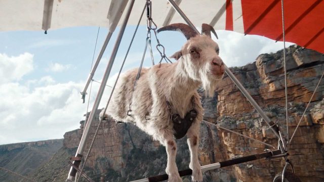 Virgin Media Goat Glider Sam Brown Untold Studios VCCP | STASH MAGAZINE