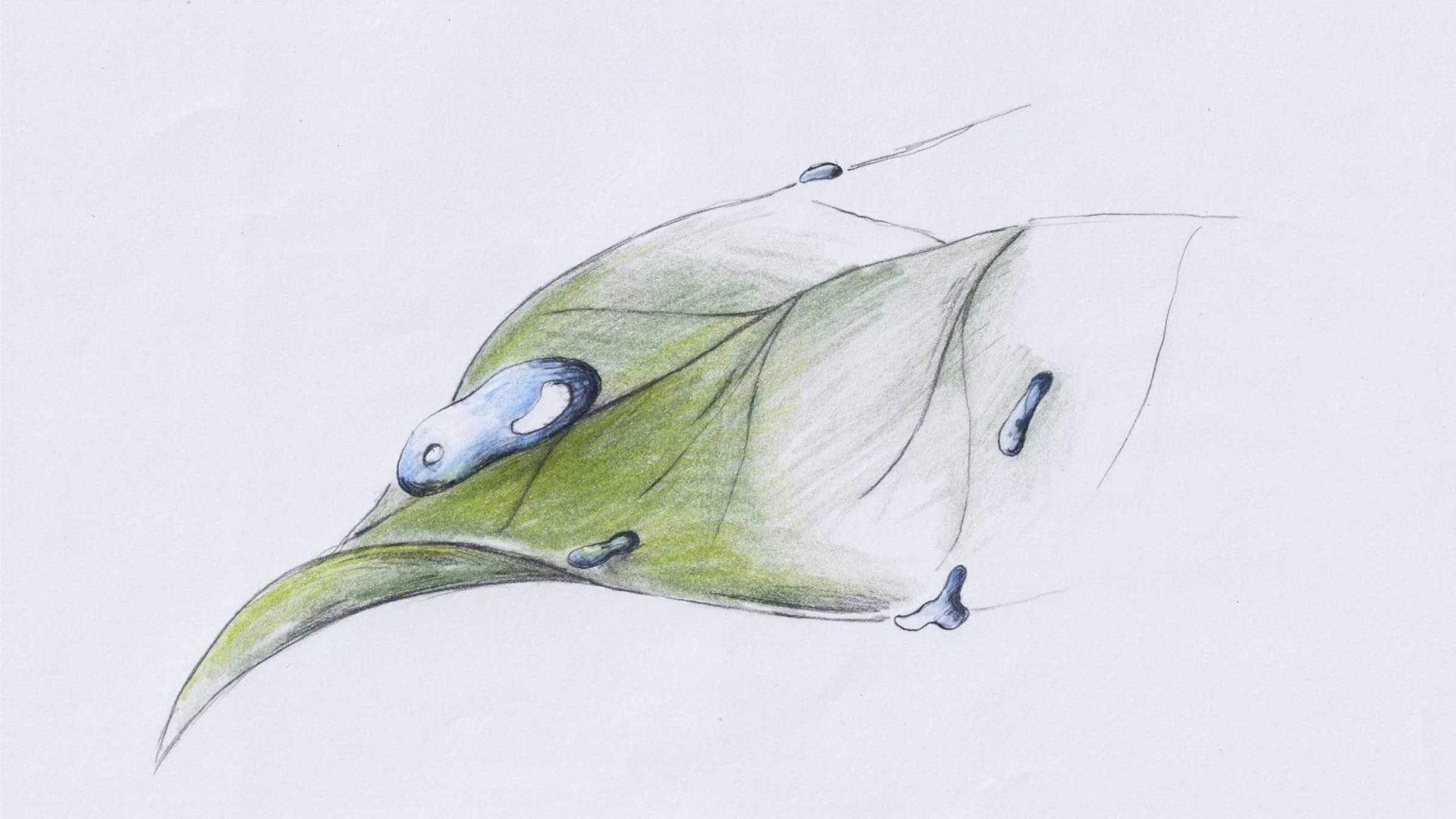 WWF Nature needs us now commercial by BluBlu Studios | STASH MAGAZINE