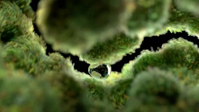 Iloha water Ilohas ~ Nature by Design | STASH MAGAZINE